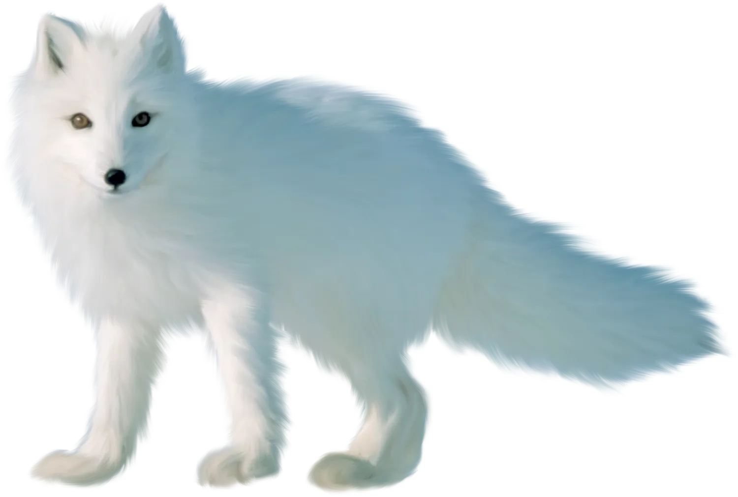 Arctic fox sitting in the snow, peaceful winter scene png